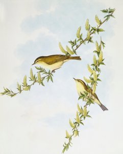 Willow Warbler (Phylloscopus trochilus), Engraving by John Gould by John Gould
