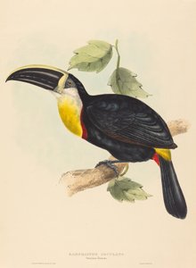 Osculant Toucan (Ramphastos osculans)