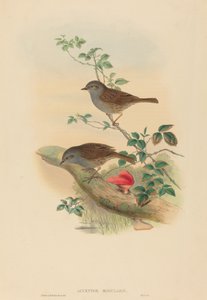 Dunnock by John Gould and H.C. Richter