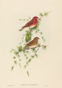 Common Rose Finch