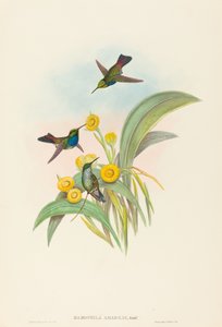 Damophila amabilis (Blue-breasted Hummingbird)