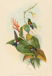 Coppery-vented Puff-Leg