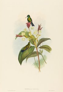 Blue-chinned Sapphire