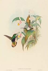 Buff-tailed Velvet-breast