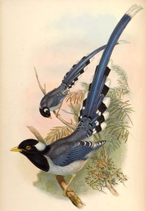 Yellow-billed Blue Magpie Urocissa flavirostris (Blyth) by John Gould and Henry C. Richter