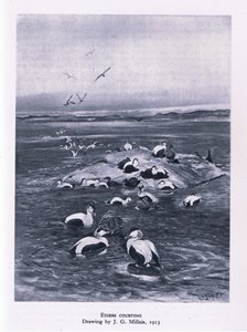 Eiders courting, Nature in Britain published by Collins by John Guille Millais