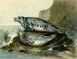 Grey Seal