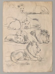 Studies of Lions