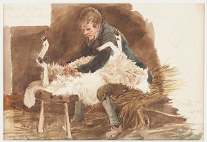 Shearing sheep, 1808