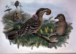 Chlamydera Orientalis by John and Hart William Gould