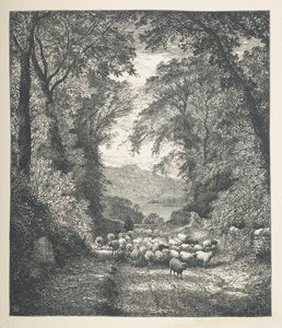 Sheep being driven by a shepherd, along a path, Nature Pictures. A series of thirty original illustrations drawn on wood by J. H. Dell, and engraved by R. Paterson by John Henry Dell