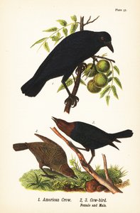 American Crow and Brown-headed Cowbird