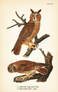 American long-eared owl, Asio otus, and short-eared owl with prey, Asio flammeus, males