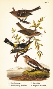 American tree sparrow, snowflake, worm-eating warbler, and magnolia warbler