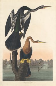 Black-bellied Darter