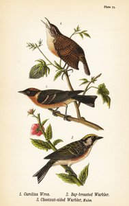 Carolina Wren, Bay-breasted Warbler, Chestnut-sided Warbler by John James (after) Audubon