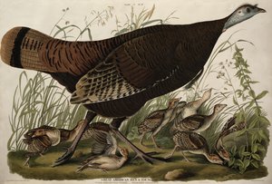 Great American Hen and Young (from 