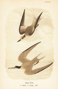 Least Tern, Adult and Young by John James (after) Audubon