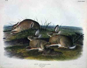 Lepus Artemesia (Worm Wood Hare), plate 88 from 