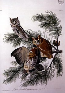 Little Screech Owl, from 