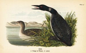 Loon, Young in Winter and Adult by John James (after) Audubon
