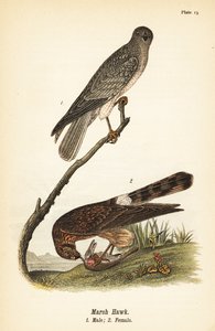 Northern Harrier