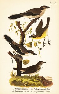 Northern shrike, Lanius borealis, yellow-breasted chat, Icteria virens, loggerhead shrike, Lanius ludovicianus by John James (after) Audubon