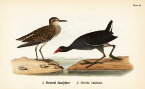 Pectoral Sandpiper and Common Gallinule by John James (after) Audubon