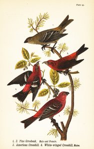 Pine grosbeak, Pinicola enucleator, male, female, American crossbill or red crossbill, Loxia curvirostra, white-winged crossbill, Loxia leucoptera, males
