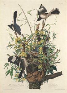 The Mocking Bird by John James (after) Audubon