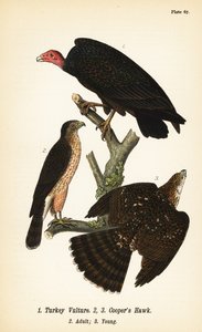 Turkey Vulture and Cooper’s Hawk