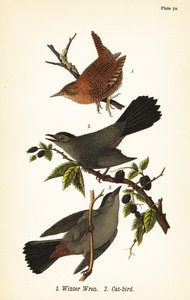 Winter wren and gray catbird by John James (after) Audubon