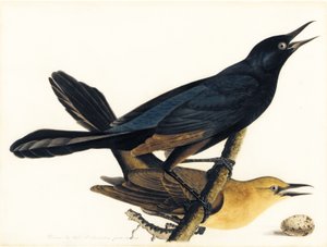 A Pair of Boat-Tailed Grackles by John James Audubon
