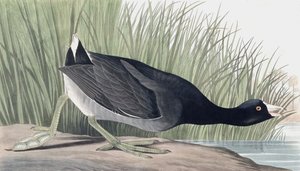 American Coot, Fulica Americana, from 