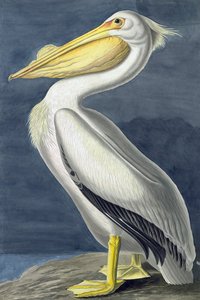 American White Pelican, Pelecanus Erythrorhynchos, from 