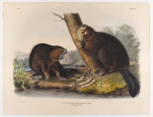 American beaver, 1844