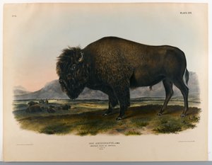 American bison or buffalo