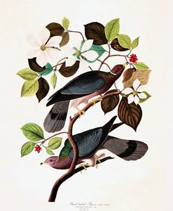 Band Tailed Pigeon, Columba Fasciata, from 