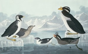 Black-Throated Guillemot, Nobbed-Billed Auk, Curled-Crested Auk, Horn-Billed Guillemot by John James Audubon