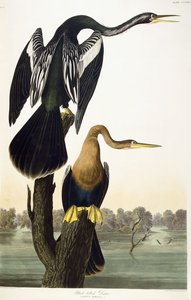 Black-bellied Darter