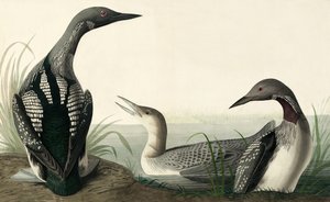 Black-throated Diver, Colymbus Arcticus, from The Birds of America by John J. Audubon, pub. 1827-38 by John James Audubon