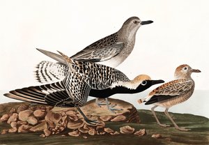 Black Bellied Plover, Charadrius Helveticus, from 