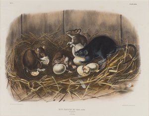 Black Rat