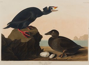 Black or Surf Duck, 1836 by John James Audubon