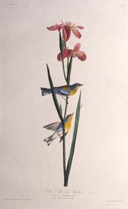 Blue Yellow-backed Warbler from The Birds of America by John James Audubon