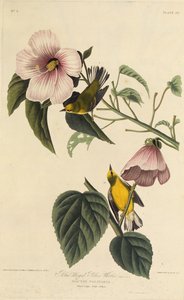 Blue Winged Yellow Warbler. From The Birds of America by John James Audubon