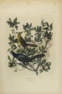 Boat-tailed Grackle by John James Audubon