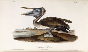 Brown Pelican by John James Audubon