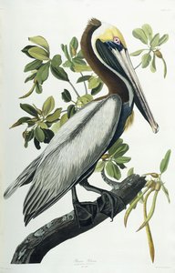 Brown Pelican by John James Audubon