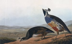 Californian Partridge, from 